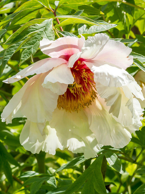 Tree Peony, Helene Martin bare roots