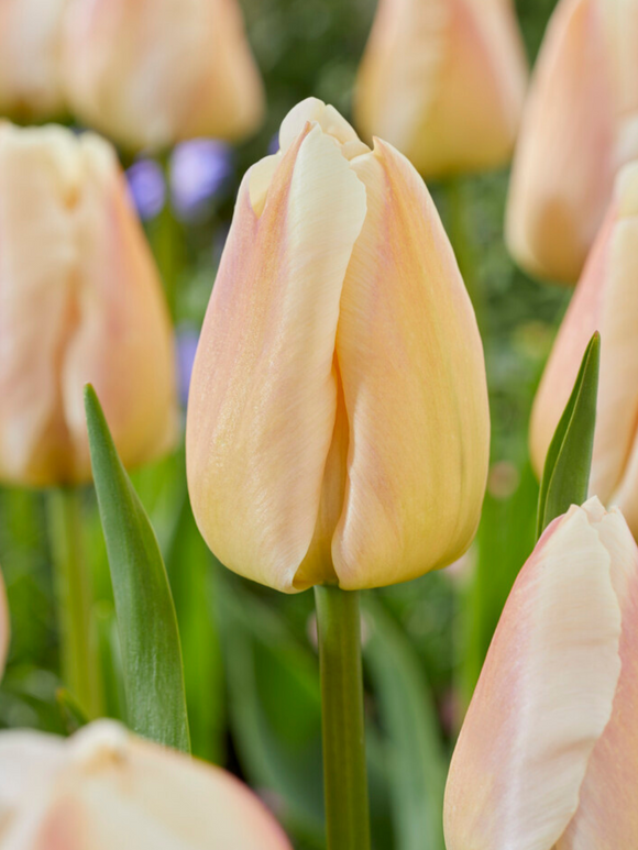 Buy Tulip Apricot Pride bulbs