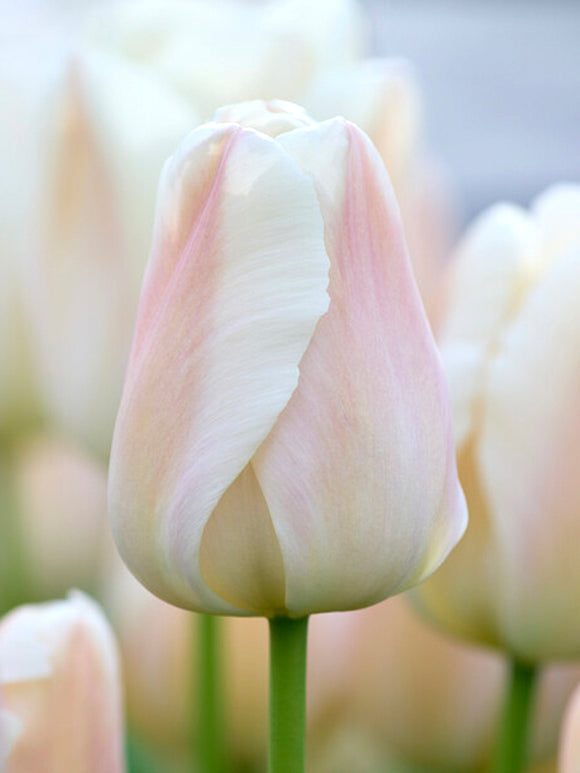 Tulip Apricot Pride bulbs