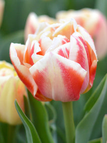 Tulip Bed of Roses