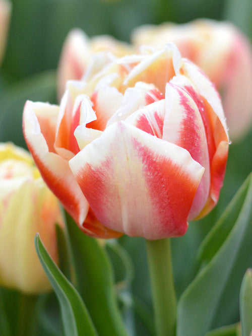 Buy Tulip Bed of Roses