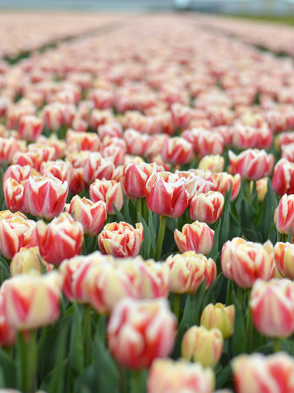 Tulip Bed of Roses bulbs