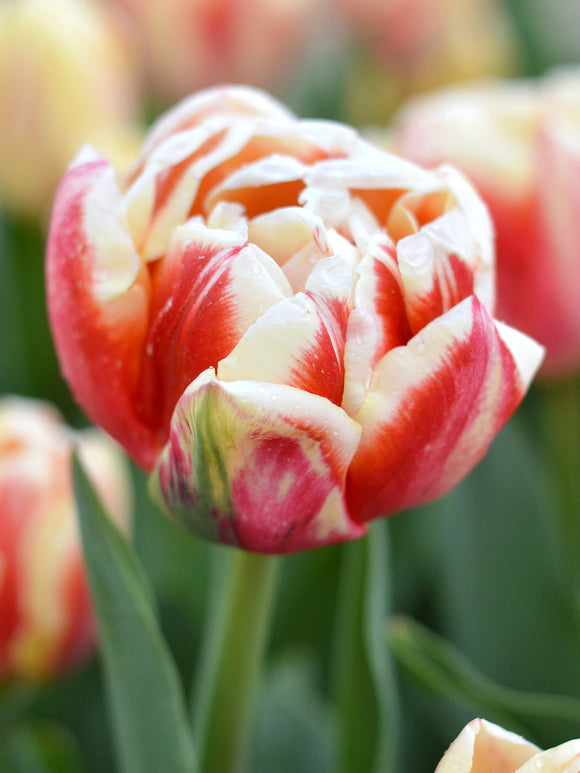 Tulip Bed of Roses