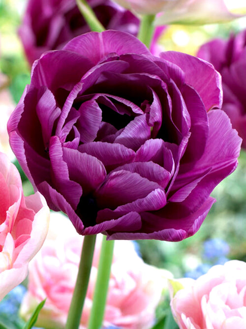 Double Peony Tulip Blue Diamond