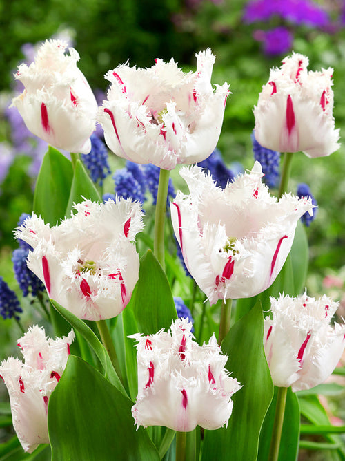 Buy Tulip Coldplay Bulbs