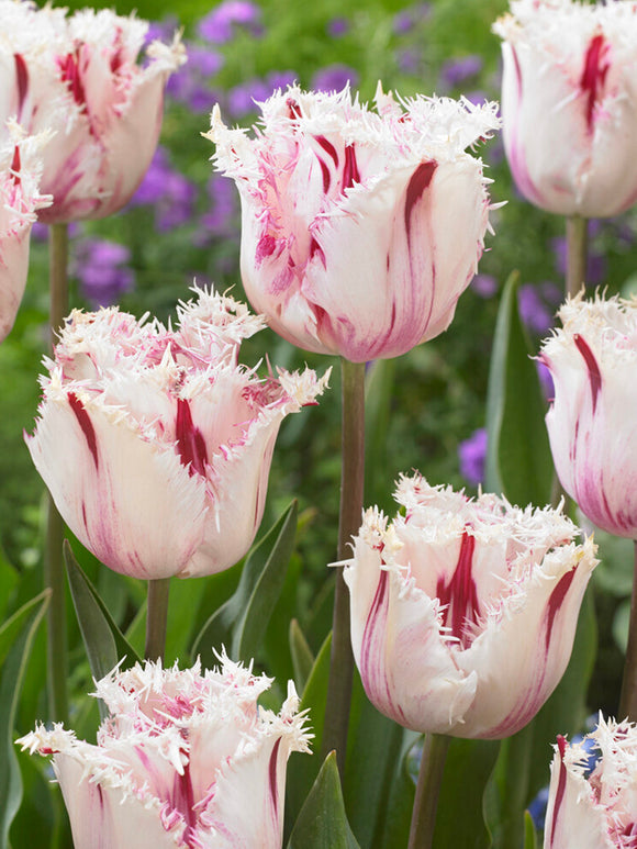 Tulip Coldplay Bulbs