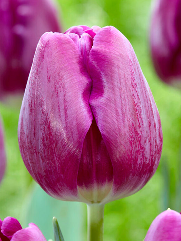 Buy Tulip Imperial Garden Bulbs