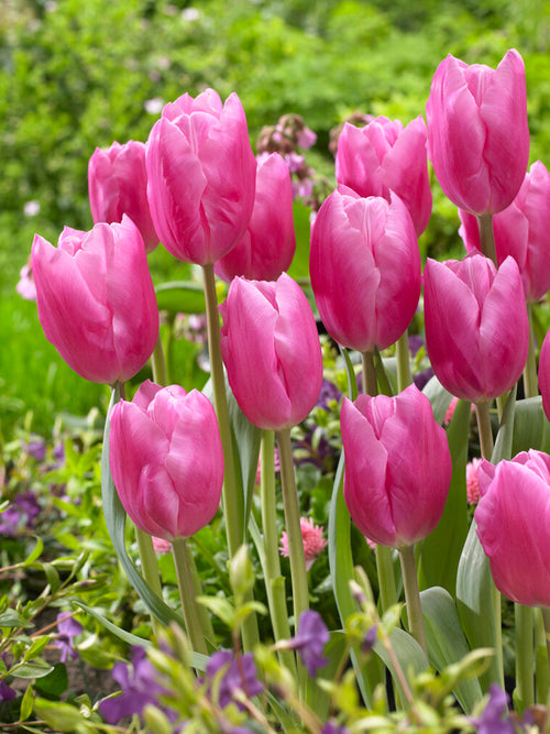 Tulip Jumbo Pink
