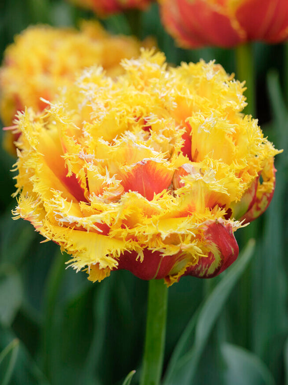 Buy Tulip Kensington Flower Bulbs