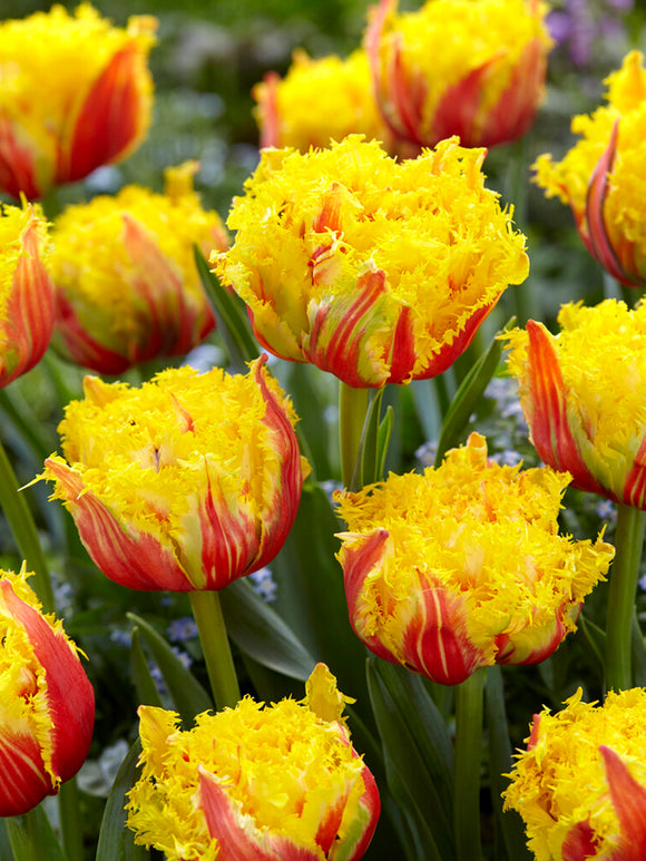 Tulip Kensington, tulip bulbs shipping in October