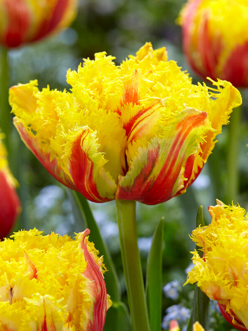 Buy Tulip Kensington flower bulbs