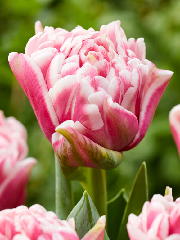 Buy Tulip Lets Dance Bulbs