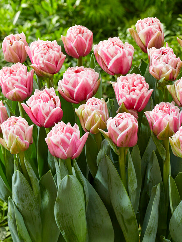 Tulip Lets Dance Bulbs, Shipping all over Europe