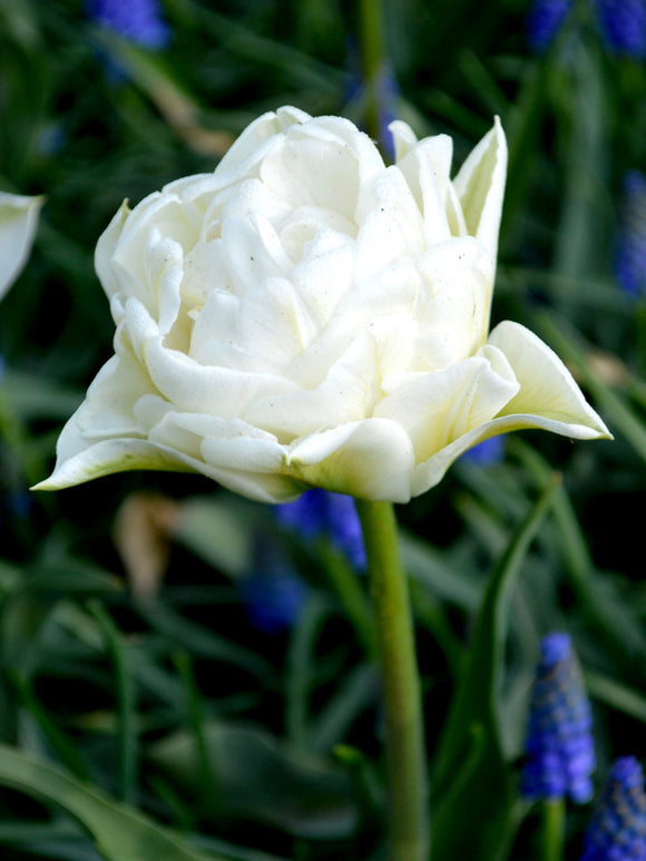 Double Peony White Tulip Bulbs Mondial - UK Delivery