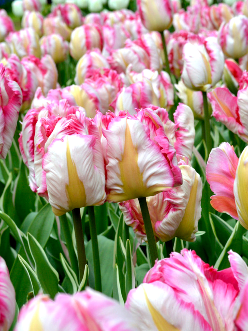 Tulip Bulbs 'Parrot Pink Vision' | DutchGrown™