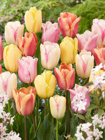 Tulip Pastelegance Collection