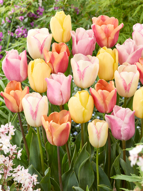 Tulip Pastelegance Collection