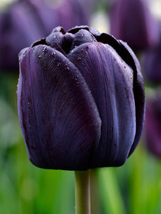 Tulip Queen of Night