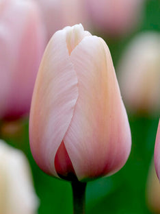 Tulip Salmon Impression