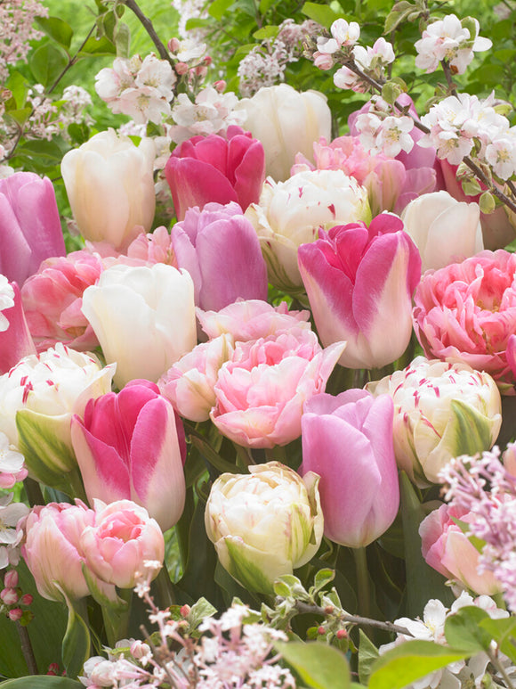 Tulip Spring Romance Collection, mixed bulbs of double, peony and triumph tulips